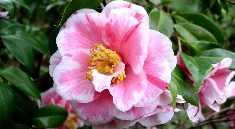 Camellia japonica 'Herme'