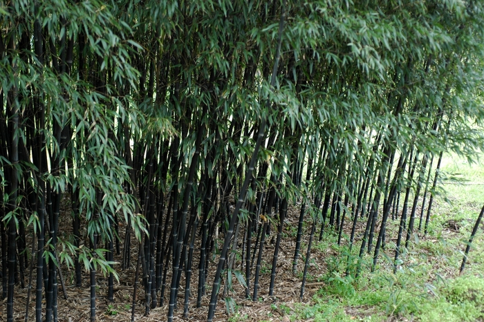 Bamboo - Phyllostachys nigra 'Daikokuchiku' from GCM Theme Two