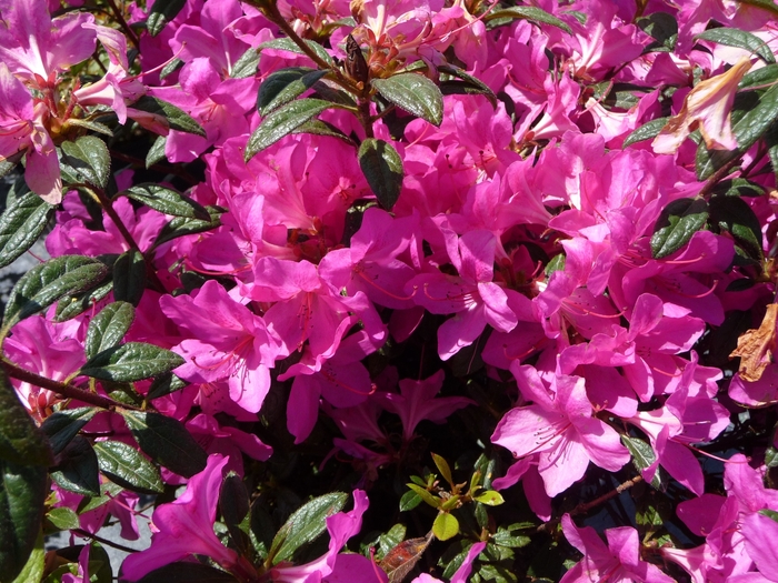 Encore® 'Autumn Amethyst' - Rhododendron (Azalea) from GCM Theme Two