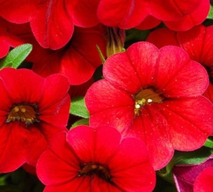 Catwalk® Bouquet Red - Calibrachoa from GCM Theme Two