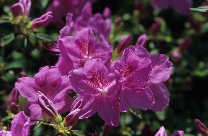 Merlin Azalea - Rhododendron 'Merlin' (Azalea) from GCM Theme Two