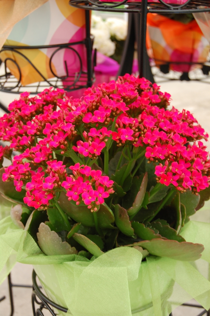 Forever Midi Berry Pink - Kalanchoe from GCM Theme Two
