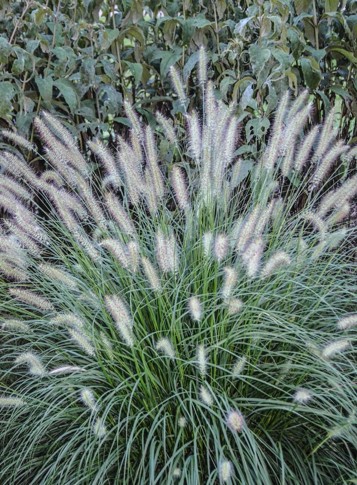 Dwarf Fountain Grass - Pennisetum alopecuroides 'Hameln' from GCM Theme Two