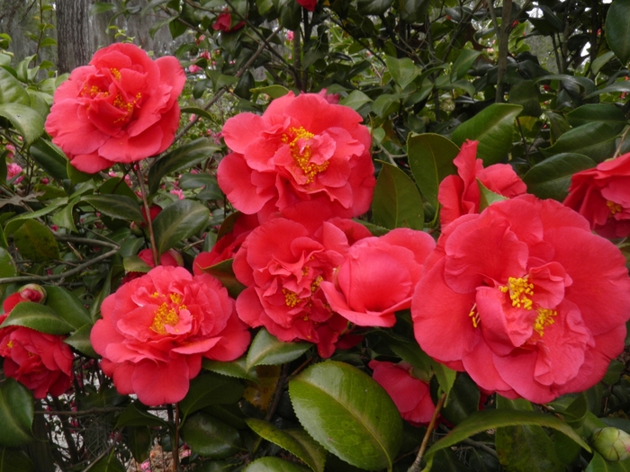 'Kramer's Supreme' - Camellia japonica from GCM Theme Two