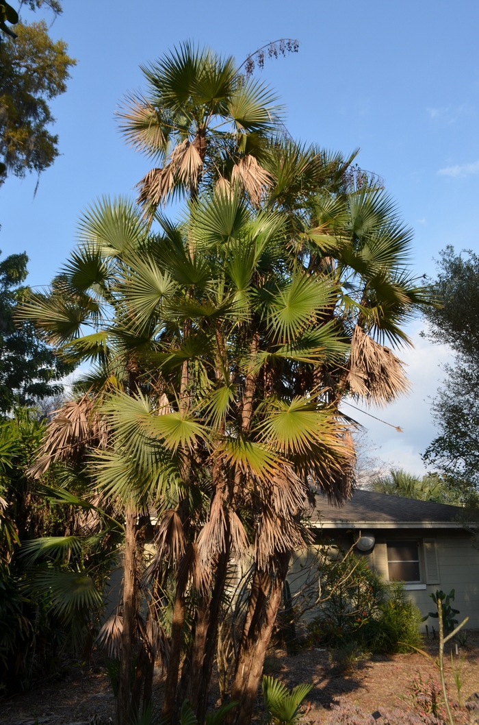 Everglades Palm - Acoelorraphe wrightii from GCM Theme Two
