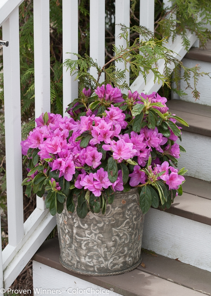 Bloom-A-Thon® Lavender - Rhododendron hybrid from GCM Theme Two