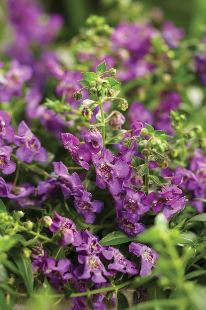 Carita™ Summer Snapdragon - Angelonia a. 'Angelface Cascade Blue' from GCM Theme Two