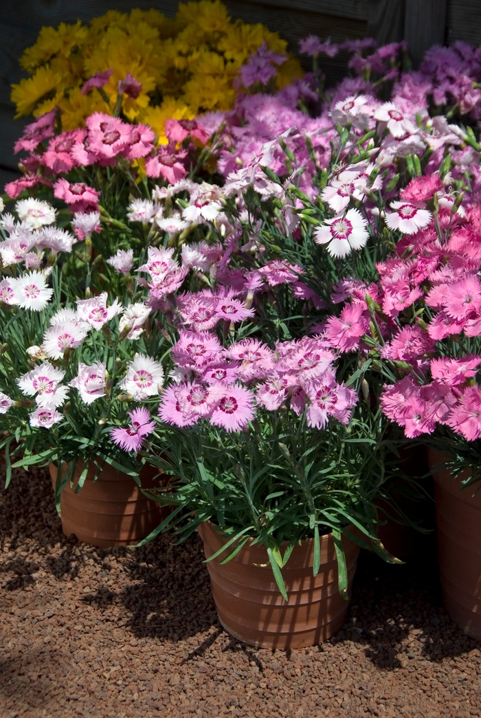 'Sweetness Mix' Pinks - Dianthus plumarius from GCM Theme Two