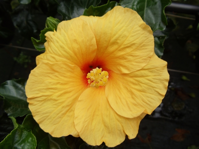 Tradewinds™ Tahiti Wind - Hibiscus rosa-sinensis from GCM Theme Two
