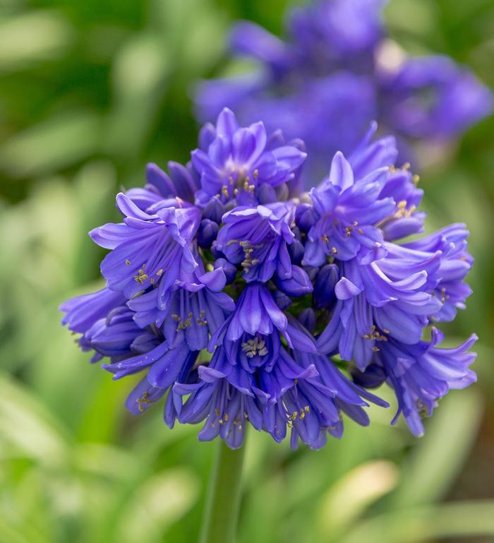 'Ever Midnight™' African Lily - Agapanthus from GCM Theme Two