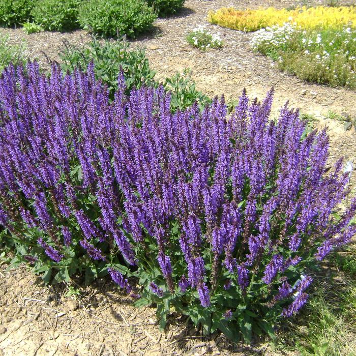 'Blue by You' - Salvia nemorosa (Meadow Sage) from GCM Theme Two