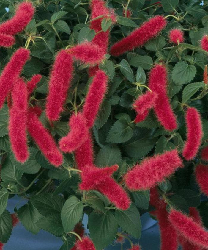 Firetail - Acalypha pendula from GCM Theme Two