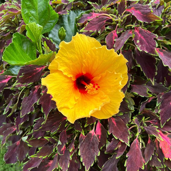 Tradewinds™ Island Wind - Hibiscus rosa-sinensis from GCM Theme Two