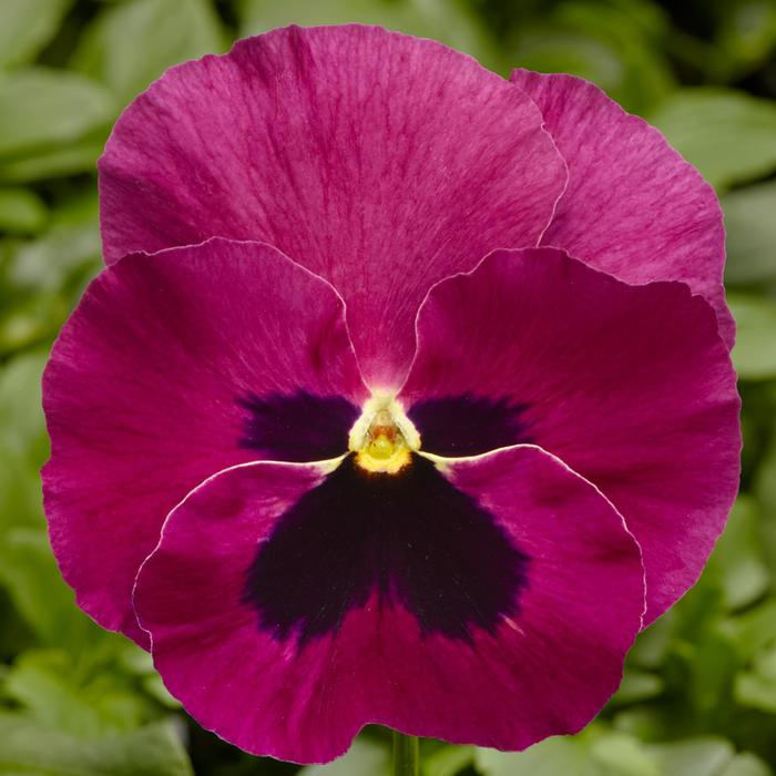 Delta™ Pro Rose with Blotch - Viola x wittrockiana (Pansy) from GCM Theme Two