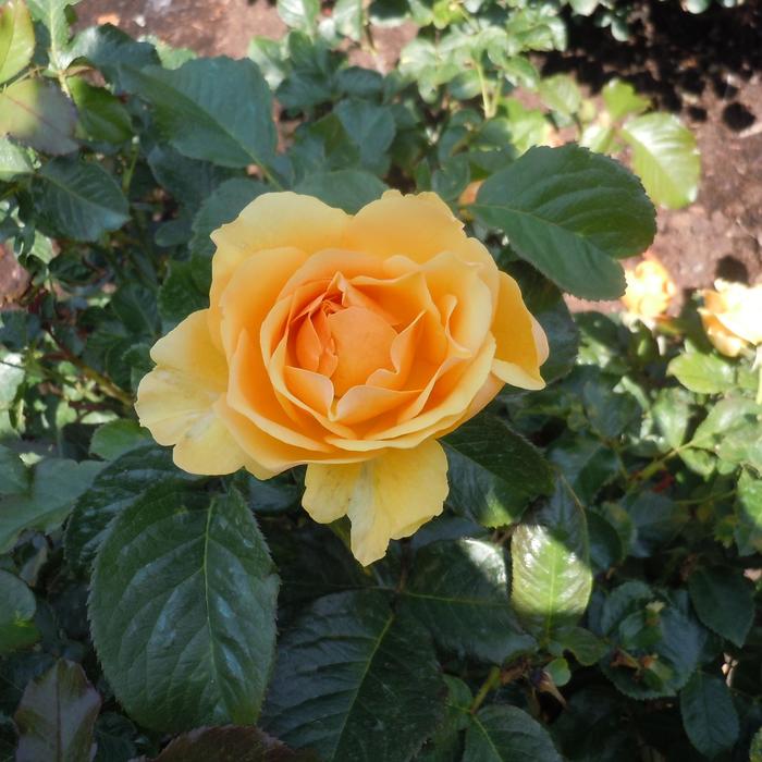 'Amber Queen' Shrub Rose - Rosa from GCM Theme Two