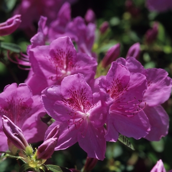 Rhododendron 'Merlin' (Azalea) - Merlin Azalea
