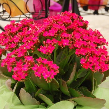 Kalanchoe - Forever Midi Berry Pink