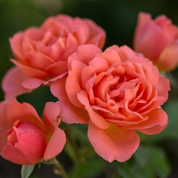 Rosa (Rose) - Easy Elegance® Sweet Fragrance