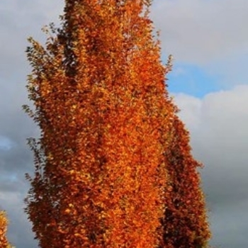 Acer rubrum - 'Armstrong Gold™' Maple