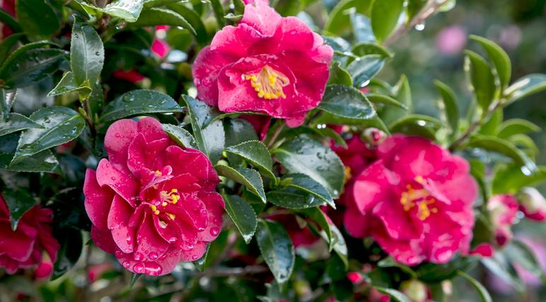 Camellia sasanqua October Magic? 'Ruby™'