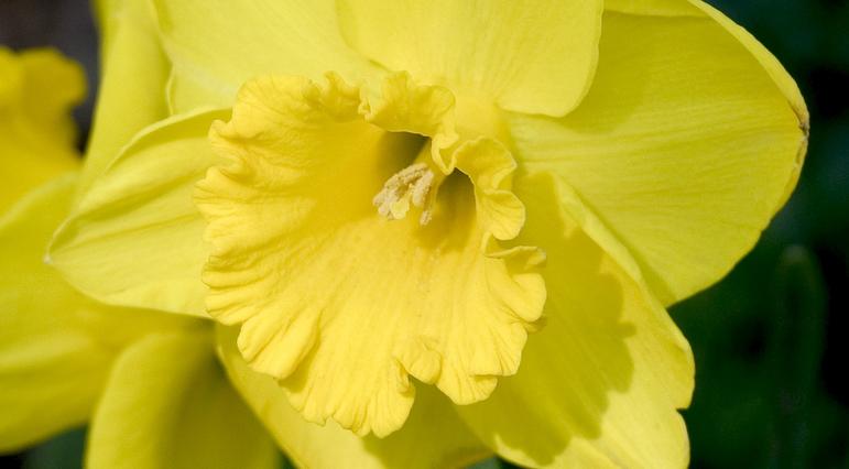 Narcissus 'Gold Beach'