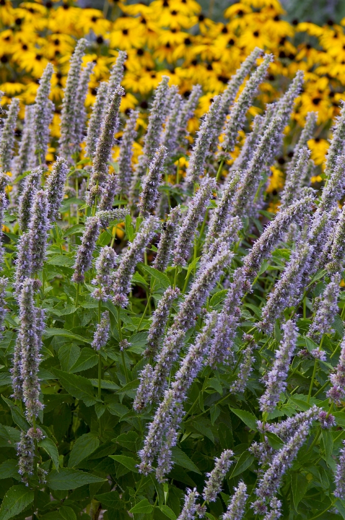 Anise Hyssop - Agastache 'Blue Fortune' from GCM Theme Two