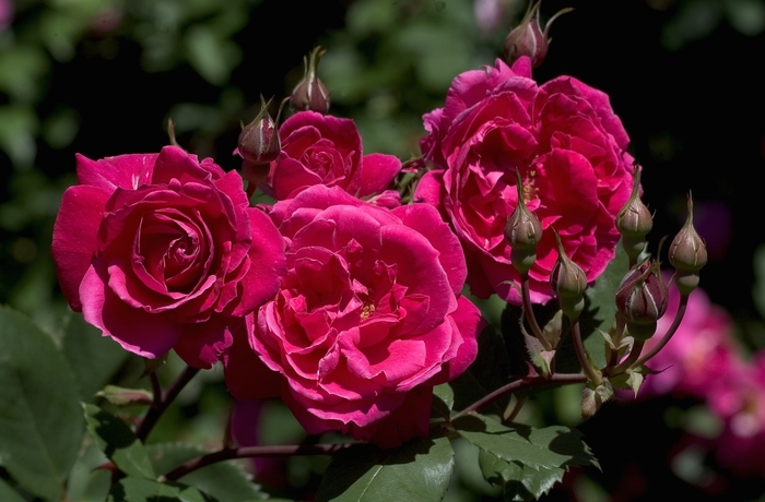 Rose - Rosa 'A. Mackenzie' from GCM Theme Two