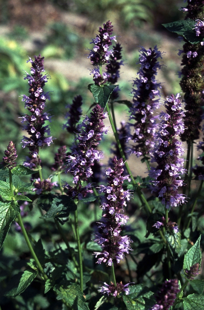 Anise Hyssop - Agastache 'Black Adder' from GCM Theme Two