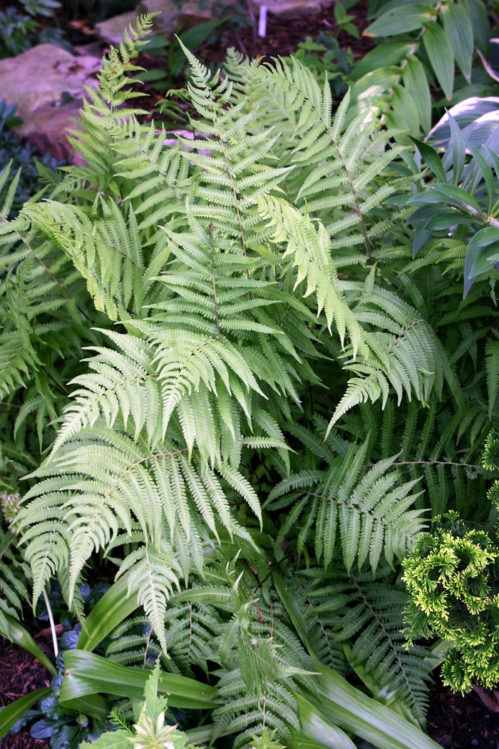 River Fern - Thelpteris kunthii from GCM Theme Two