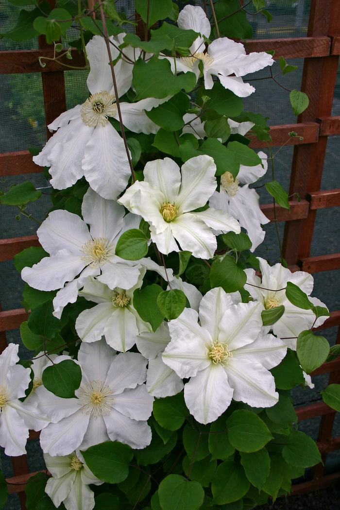 Clematis - Clematis 'Alabast' from GCM Theme Two