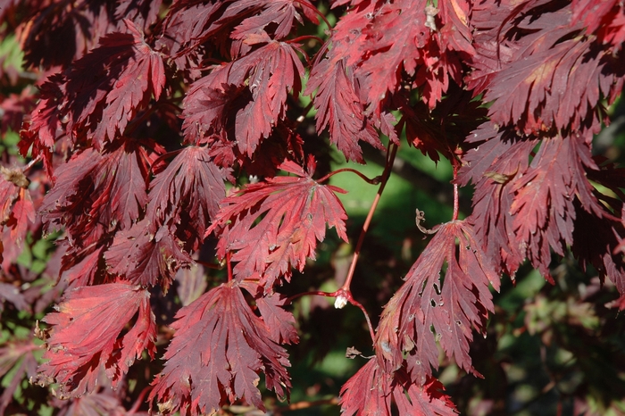 Full Moon Maple - Acer japonicum from GCM Theme Two