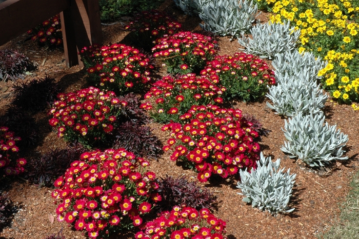 Marguerite Daisy - Argyranthemum hybrid 'Meteor Red' from GCM Theme Two