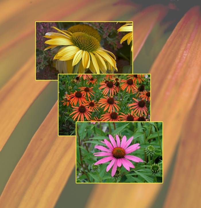 'Multiple Varieties' Coneflower - Echinacea from GCM Theme Two
