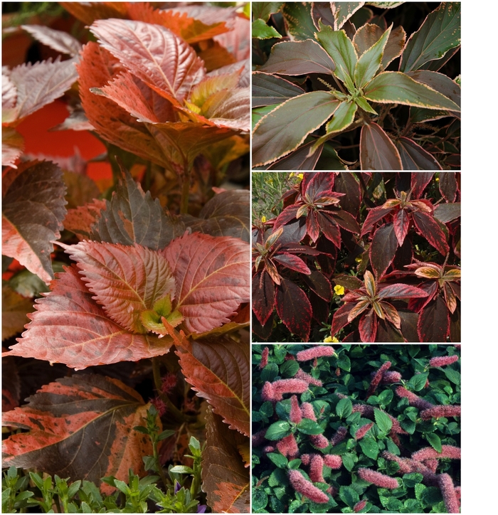 Acalypha - Multiple Varieties from GCM Theme Two
