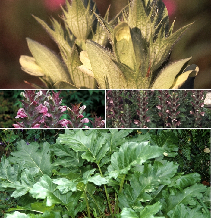 Acanthus - Multiple Varieties from GCM Theme Two