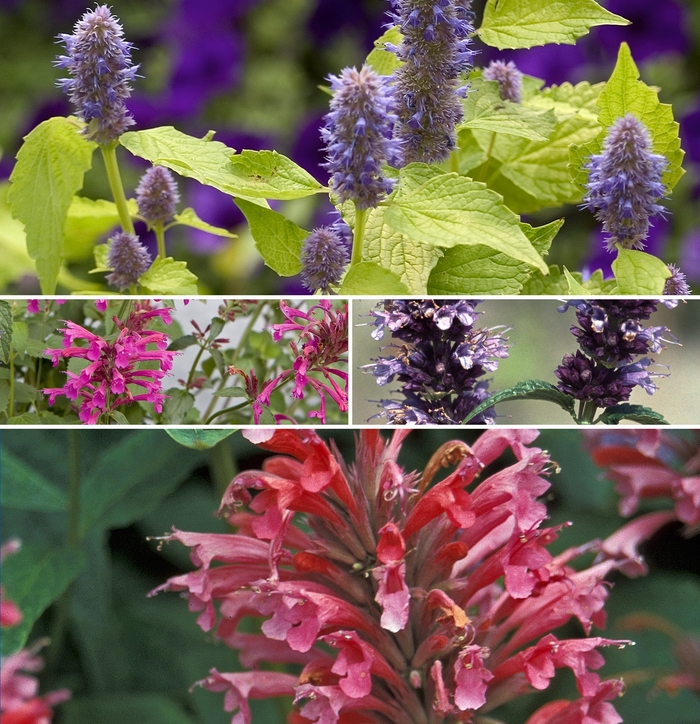 Giant Hyssop - Agastache - Multiple Varieties from GCM Theme Two
