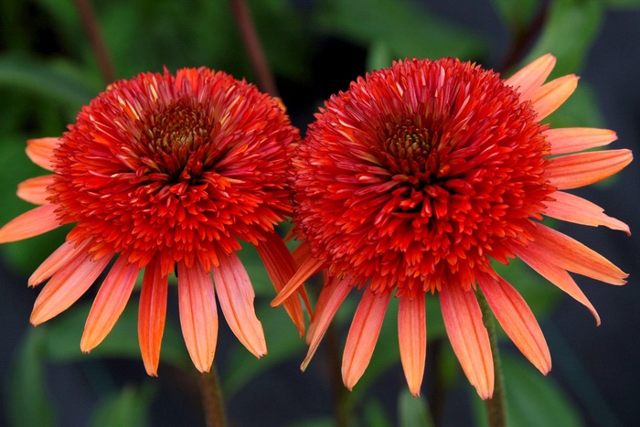 Coral Reef Coneflower - Echinacea 'Coral Reef' from GCM Theme Two