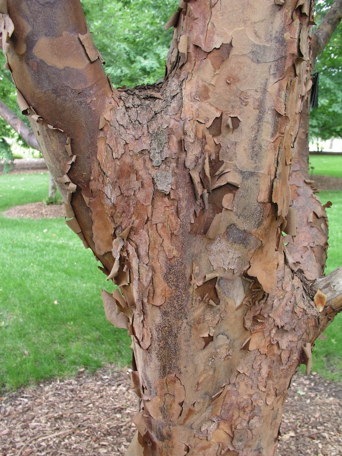 Paperbark Maple - Acer griseum from GCM Theme Two