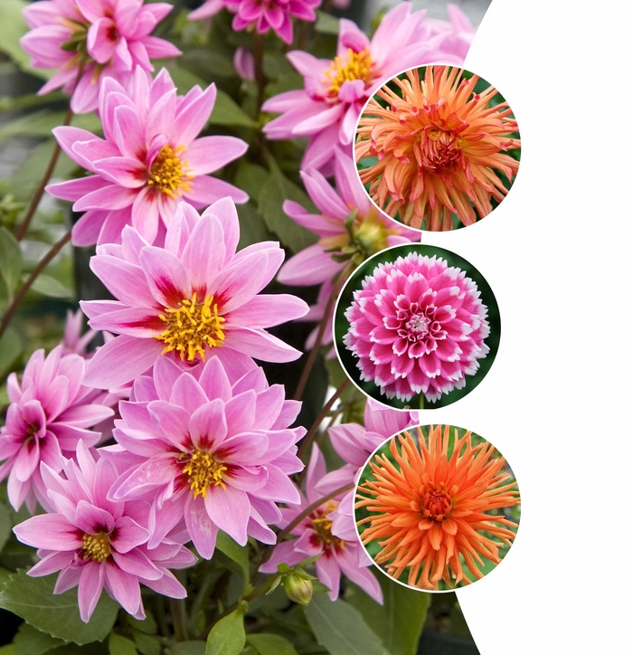 Dahlia - Assorted Varieties from GCM Theme Two