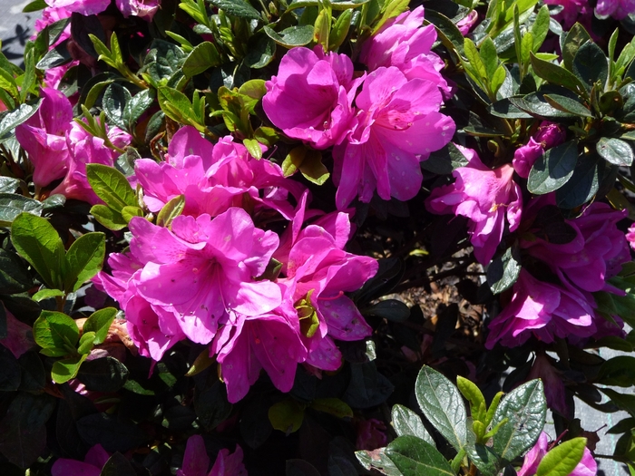 'Easter Morn' - Rhododendron hybrid from GCM Theme Two