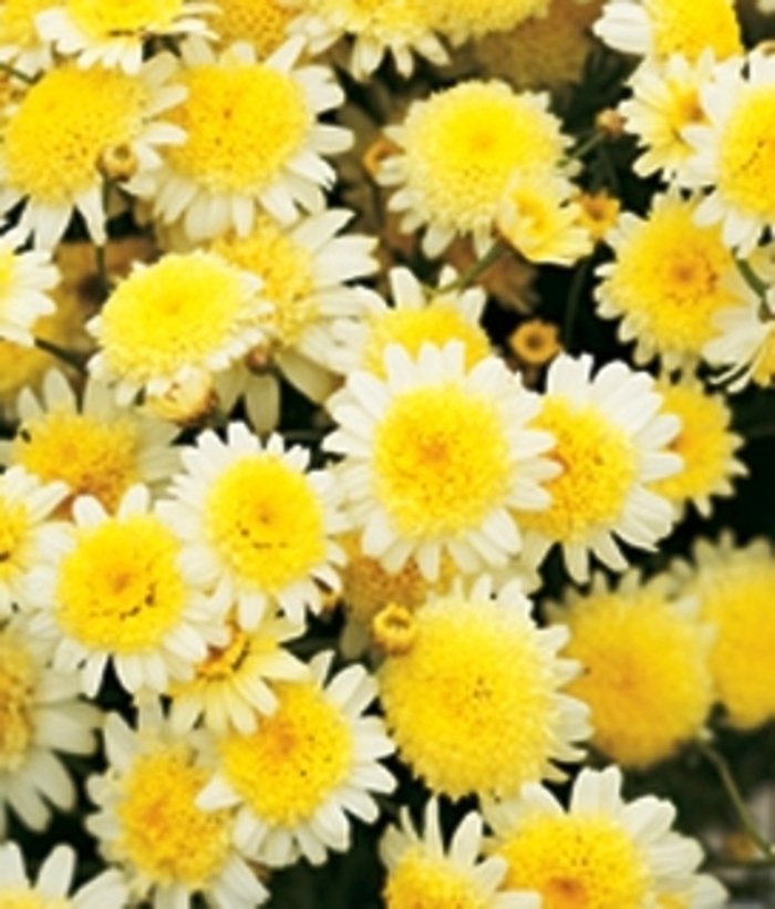 Marguerite Daisy - Argyranthemum 'Dress Up™ Primrose Path' from GCM Theme Two