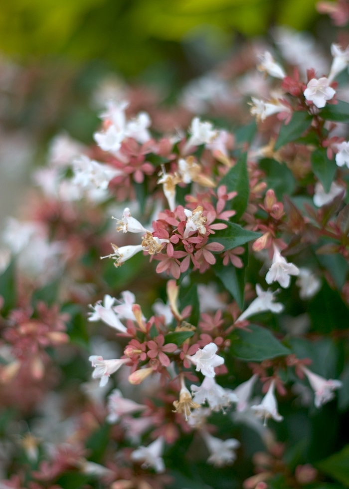 Color Choice® Ruby Anniversary™ - Abelia chinensis 'Keiser' PP21632 from GCM Theme Two