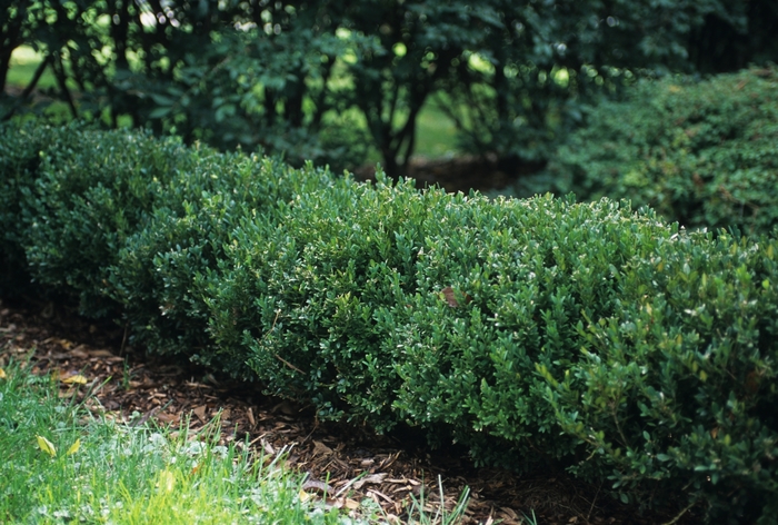 Northern Charm™ Boxwood - Buxus x 'Wilson' from GCM Theme Two