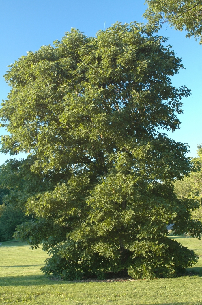 White Oak - Quercus alba from GCM Theme Two