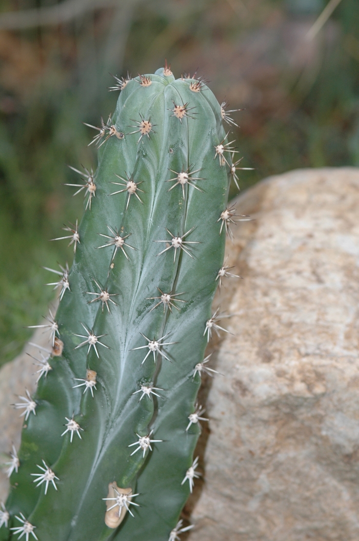 Triangle Cactus - Acanthocereus pitajaya from GCM Theme Two