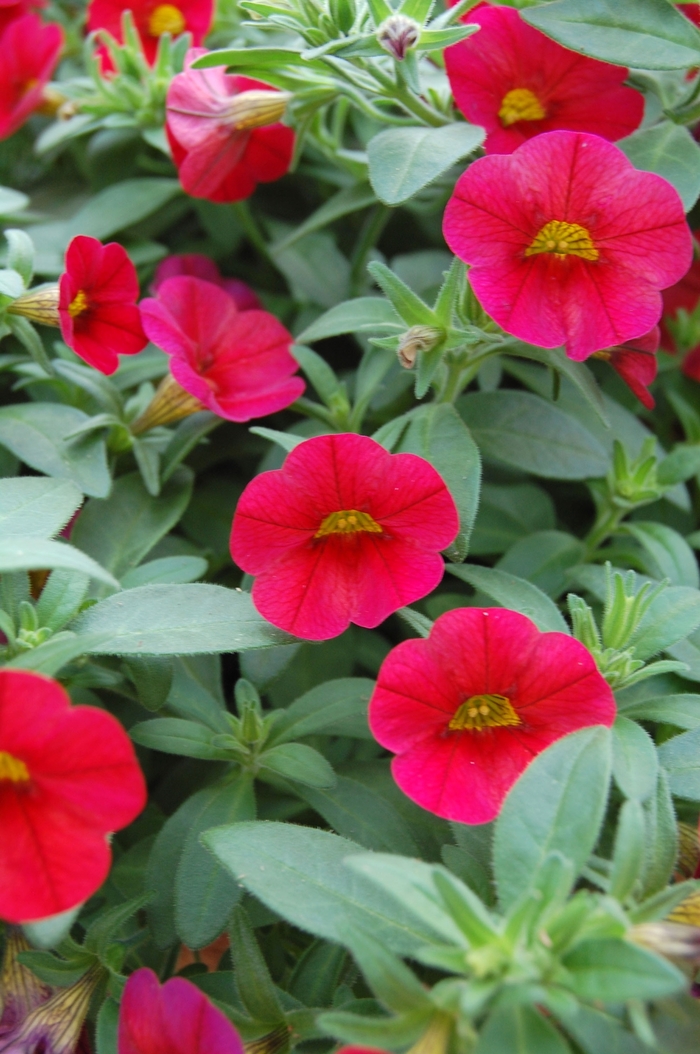 Callie® Bright Red - Calibrachoa from GCM Theme Two