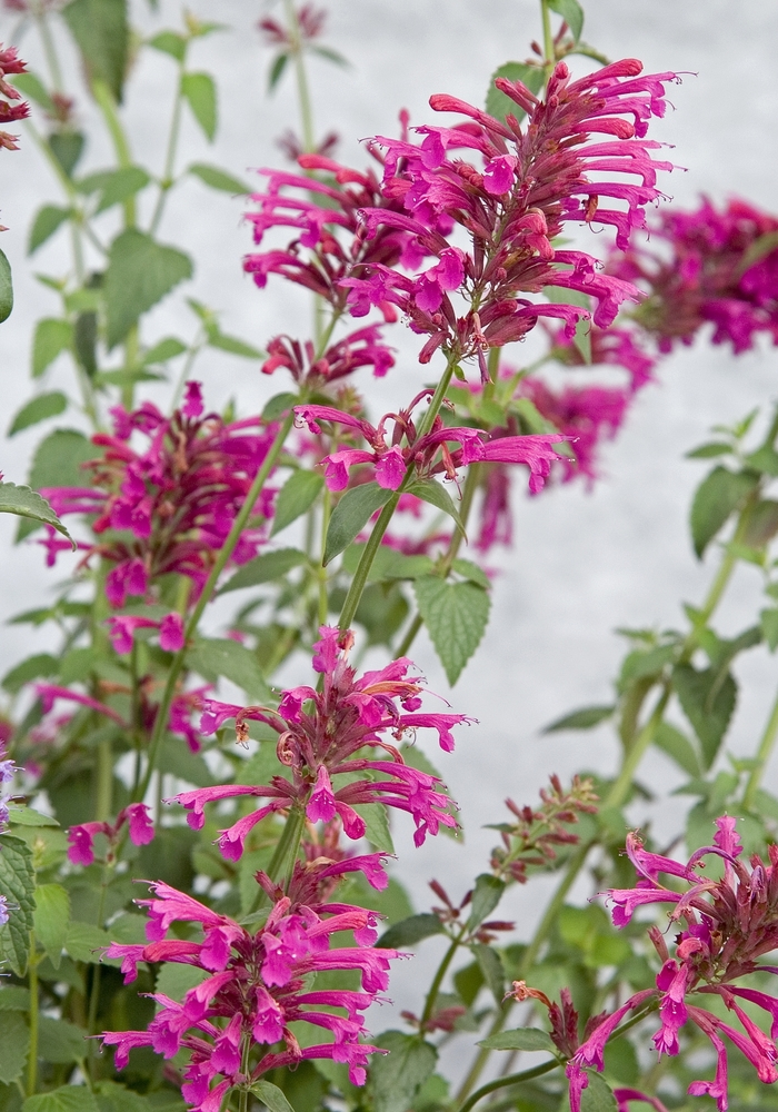 Mexican hyssop - Agastache 'Color Spires®Pink' from GCM Theme Two