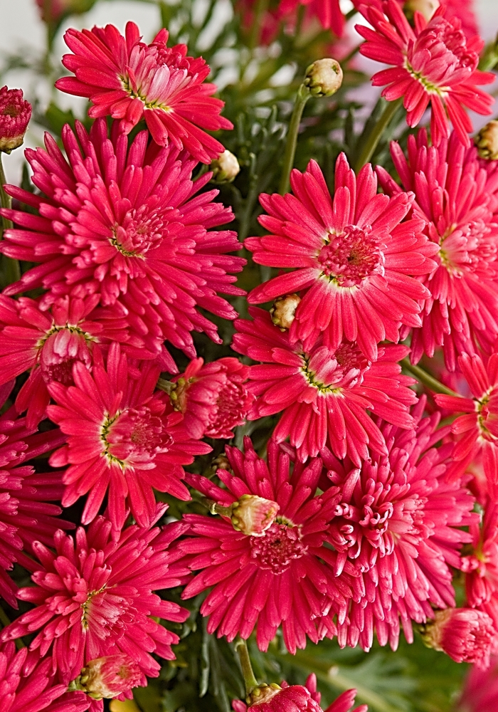 Marguerite Daisy - Argyranthemum 'Fireball Red' from GCM Theme Two