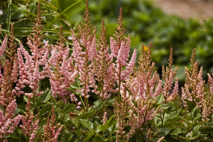 False Spirea - Astilbe chinensis 'Visions in Pink' from GCM Theme Two