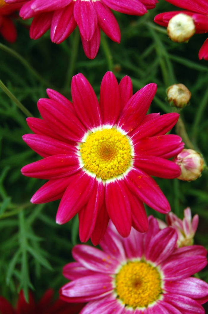 Marguerite - Argyranthemum frutescens 'Comet™ Red' from GCM Theme Two